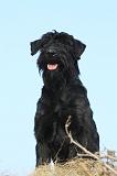 SCHNAUZER GEANT 052